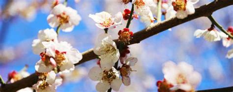 桃花枝怎麼養|【桃花枝怎麼養】桃花枝水培秘訣大公開！輕鬆擁有美麗桃花運